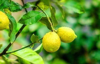 Полезны для пищеварительной системы и действуют как обезболивающее средство: польза листьев лимона для здоровья человека